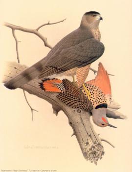 威廉 齊默曼 Northern Red shafted Flicker